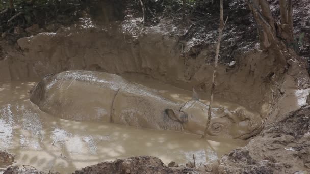 Sabah Rhino Dans Bain Boue Vraiment Gros Plan — Video