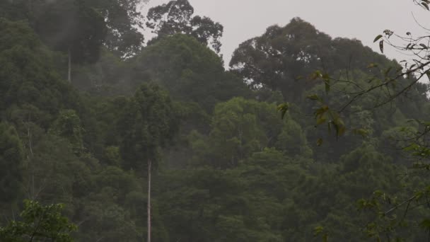 Morning Mist Sur Forêt Tropicale — Video