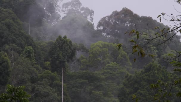 Morning Mist Sur Forêt Tropicale — Video