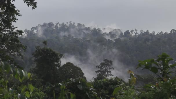Forêt Tropicale Immense Réserve Faunique Tabin Malaisie — Video