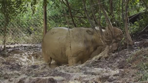 Sumatraanse Neushoorn Het Modderbad Staande — Stockvideo