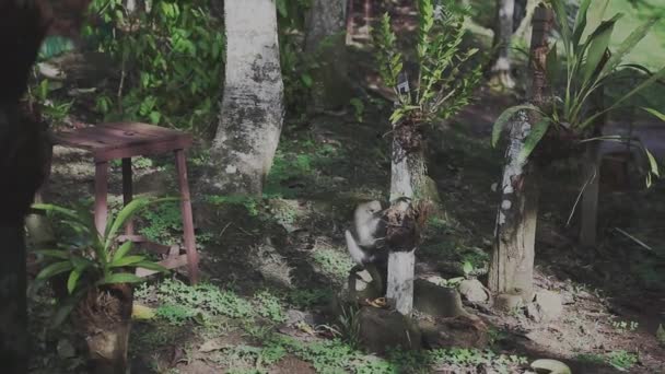 Palm Oil Plants Малайзия Борнео — стоковое видео