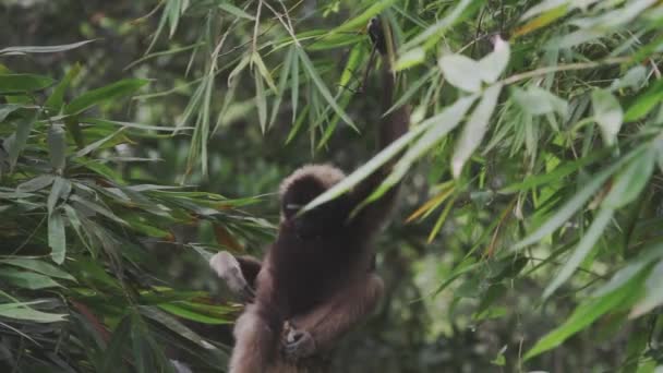 Palmölpflanzen Malaysia Borneo — Stockvideo