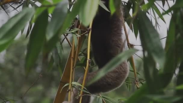 Borneo Gibbon Deštném Pralese Malajsie — Stock video