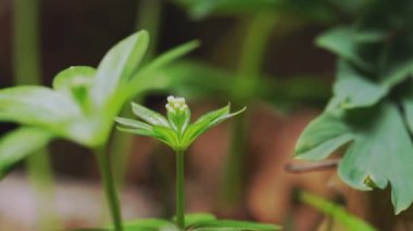 Woodruff Zamanı (Galium Kodoratum)