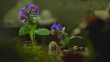 Bahar çayırında Pulmonaria officinalis, zaman aşımı