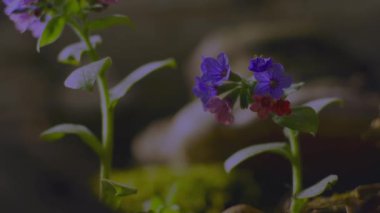 Bahar çayırında Pulmonaria officinalis, zaman aşımı