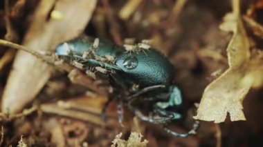 Ormanda Mavi Meloe Violaceus 'un Zamanı