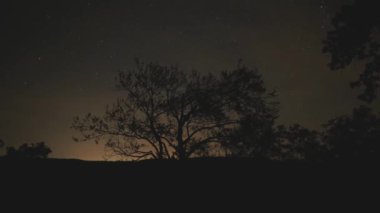 Yıldızlar Hareketi Zamanı 'nı. Ağaçların Üzerinde Gece Gökyüzü