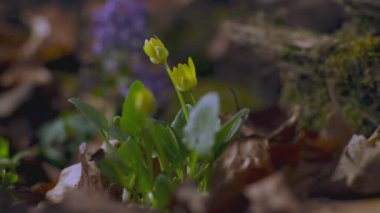 Zaman aşımlı çekim, ilkbahar çayırında sarı kır çiçekleri