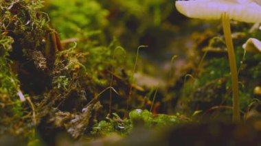 Ormandaki yeşil yosunlarda bir mantar duruyor. Zaman Hızı