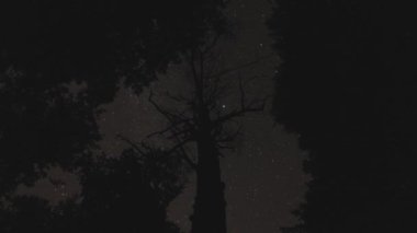 Yıldızlar Hareketi Zamanı 'nı. Ağaçların Üzerinde Gece Gökyüzü