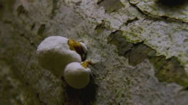 Fomes Fomentarius 'un bir ağaç gövdesinde büyümesi