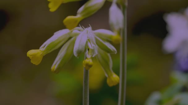 Sarı Primula Nın Güzel Zamanı Primrose Beyaz Çiçek Açıyor — Stok video