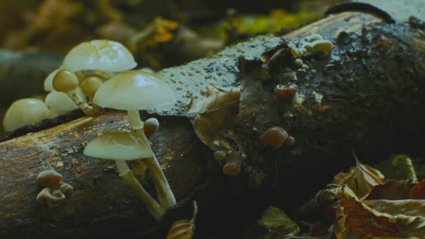 Mushrooms Growing Time Lapse Wild Forest Quickly Growing Mushrooms — Stock Video