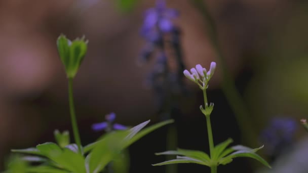 Timelapse Muscari Neglectum Flowers Spring Garden — 비디오