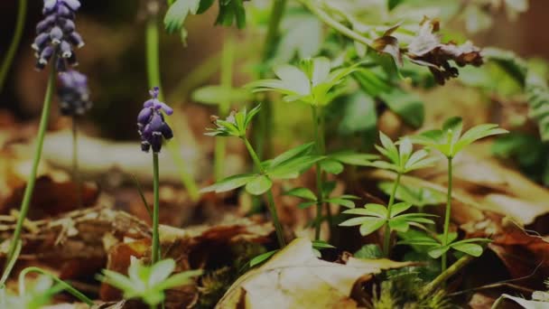 Timelapse Muscari Neglectum Fiori Nel Giardino Primavera — Video Stock
