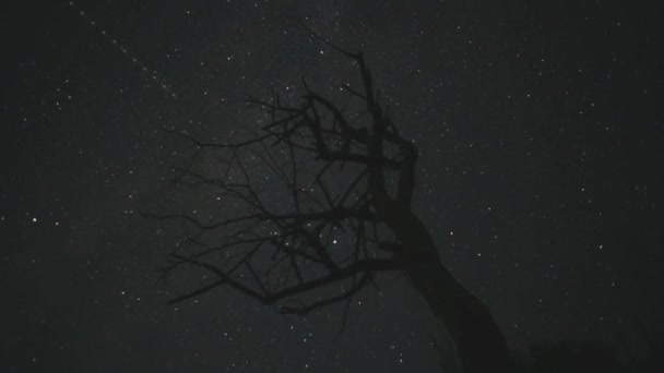 Timelapse Noche Estrellada Bosque Verano — Vídeo de stock
