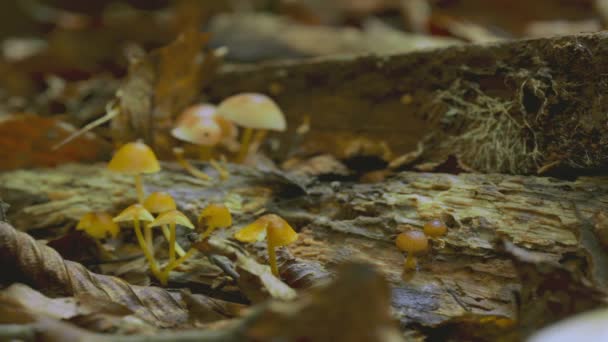 森の中に立つ茶色の帽子をかぶった美しいキノコのタイムラプス — ストック動画