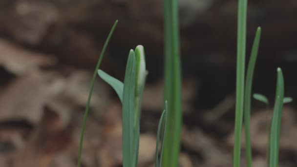 Schneeglöckchen Galanthus Wachstum Blütenöffnung Vor Dem Zeitraffer — Stockvideo