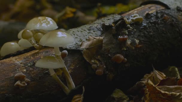 Funghi Che Crescono Time Lapse Nella Foresta Selvaggia Funghi Rapida — Video Stock