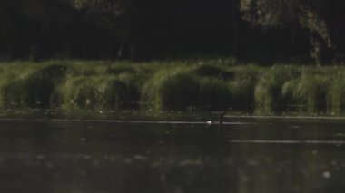   A Cormorant Bird Is Diving For Food In A Lake