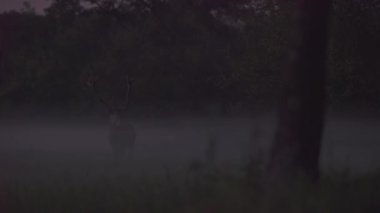 Red Deer in the morning mist