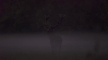 Solitary Red Deer Stag Walking In Mist In Autumn
