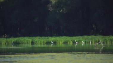Gri Heron Ardea Cinerea gün batımında sığ bir gölün kıyısında duruyor.