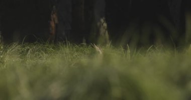 Red Deer female Stag Laying Down In The Grass