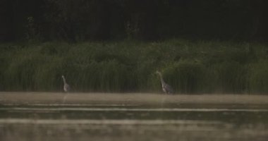 Gri balıkçıl Ardea cinerea bir balık havuzunun kıyısında durur ve izler.