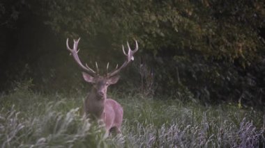  Red Deer Stag In Grassland At Forest's Edge In Mist During Rut In Autumn