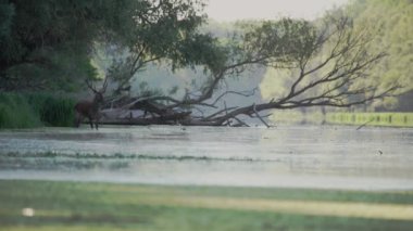 Red deer (Cervus Elaphus) deer with huge antlers on the bank of a river