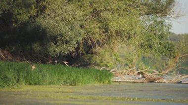 Female red deer in the reeds