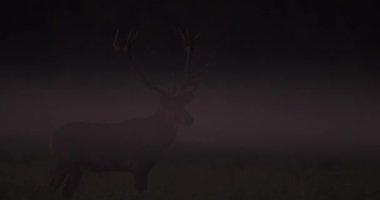 Solitary Red Deer Stag Walking In Mist In Autumn