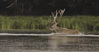 Red deer, crossing the river in the morning sun