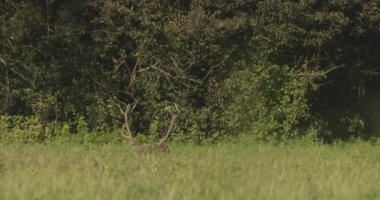 Red Deer Stag Laying Down In The Grass