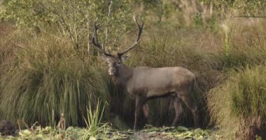 Red Deer Stag, Majestic Powerful Adult Animal In Green Forest