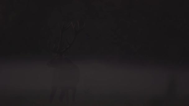 Red Deer Morning Mist — Stock video