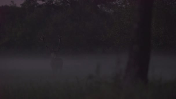 Red Deer Morning Mist — Vídeos de Stock