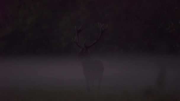 Solitary Red Deer Stag Walking Mist Autumn — Vídeos de Stock