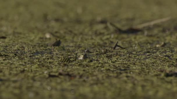 Зеленая Лягушка Зеленых Листьях Пруду — стоковое видео
