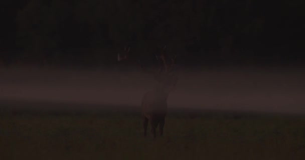 Red Deer Morning Mist — Stockvideo