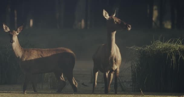 Red Deer Female Standing Reed Field — Stock video