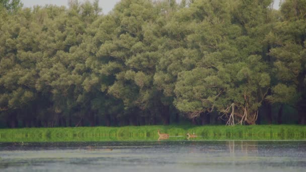 红鹿雌鹿在晨阳下过河 — 图库视频影像