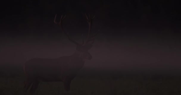 Solitary Red Deer Stag Walking Mist Autumn — Vídeos de Stock