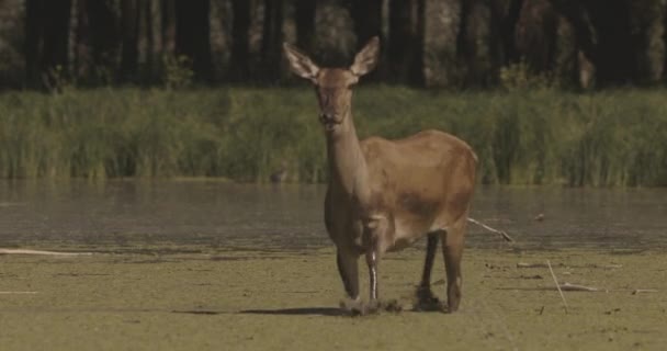 河中美丽的红鹿女 Cervus Elaphus — 图库视频影像