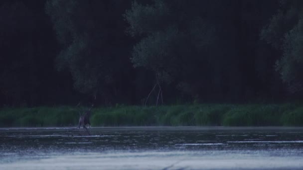 Red Deer Deer Antlers Riverbank — Vídeos de Stock