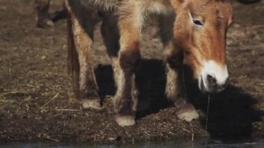 Przewalski 'nin atına yaklaş.