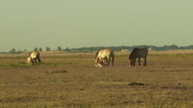 Wildlhorses, Przewalski's Horse, Hungary, Summer Season , Grazing In Nature Reserve